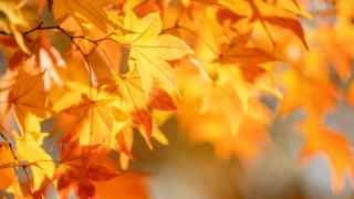 Akcje prowadzone w październiku 2025 r.